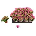 Kalanchoe blos Kalanhoe double rosalina don alano 7cm