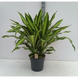 Dracaena frag burley 34cm