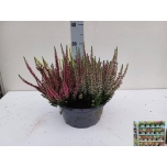 Calluna vulgaris beauty-ladies quattro mix 23cm