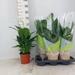 Spathiphyllum Tõlvlehik Vivaldi 17cm