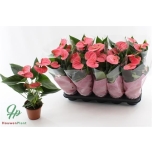 Anthurium andr Sweet Dream 12cm