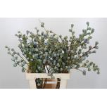 Eucalyptus OV 70cm (pk)