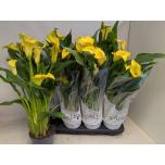 Zantedeschia Kalla Captain Solo 14cm