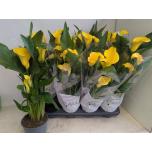 Zantedeschia Kalla Captain Solo 14cm