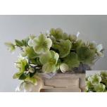 Helleborus Lumeroos Mollys White 40cm