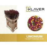 Limonium Parkjuur Scarlett Diamond 70cm