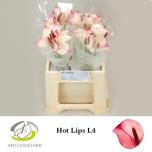 Anthurium Hot Lips 40cm