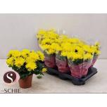 Chrysanthemum indi Krüsanteem chrystal yellow 13cm