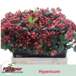 Hypericum Naistepuna Mag Impression	60cm