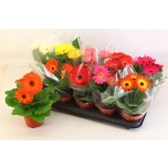 Gerbera mix 12cm