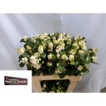 Symphoricarpos Lumimari Magical White Dream 60cm