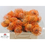 Leucospermum Nõelakera Ayoba Orange 35cm*20