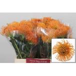 Leucospermum Nõelakera Ayoba Orange 40cm*10