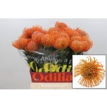 Leucospermum Nõelakera ayoba orange 50cm*10