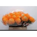 Leucospermum Nõelakera Ayoba Sun 40cm*10