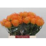 Leucospermum Nõelakera Ayoba Sun 40cm*10