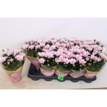 Chrysanthemum indicum grp dynamic 12cm