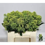 Skimmia frank white 35cm (pk)