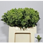 Skimmia frank white 35cm (pk)