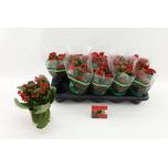 Kalanchoe blos Kalanhoe double rosalina don amado 10,5cm