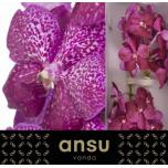 Vanda sunanda Mag Glitter*1