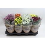 Chrysanthemum indi grp madiba mixed 14cm