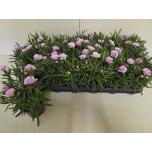 Dianthus Nelk super trouper grace 9cm