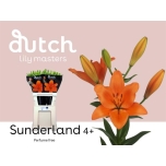 Lilium Liilia LA Sunderland 90cm