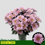 Chrysanthemum Krüsanteem SP Belicia Pink*5