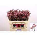 Limonium Parkjuur Anouchka Diamond 70cm