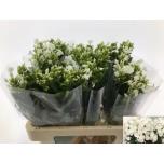 Phlox Floks Snowy 60cm