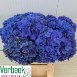 Hydrangea Hortensia Rodeo Blue 60cm*5