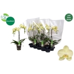 Phalaenopsis Kuuking palmz 12cm