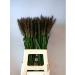 Pennisetum Hiidhirss Redhead 75cm