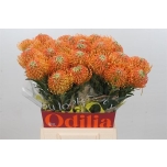 Leucospermum Nõelakera Ayoba Peach 50cm