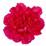 Dianthus Nelk ST Mandalay*20