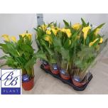 Zantedeschia Kalla Sunclub 14cm