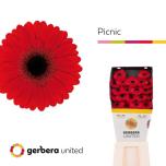 Gerbera MINI Picnic*20