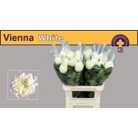 Chrysanthemum Krüsanteem BL Vienna White*10