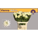 Chrysanthemum Krüsanteem BL Vienna White*10