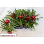 Guzmania sky 9cm