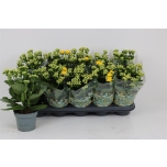 Kalanchoe lindsayq3 12cm