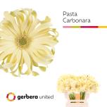 Gerbera KV Pasta Carbonara*10