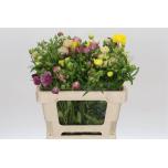 Ranunculus Tulikas Butterfly mix 50cm