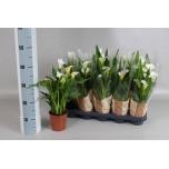 Zantedeschia Kalla Captain Fresco 12cm