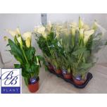 Zantedeschia Kalla Captain Fresco 14cm