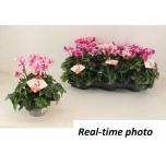 Cyclamen pers Alpikann midi Premium Abanico 13cm