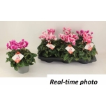 Cyclamen pers Alpikann midi Premium Abanico 13cm