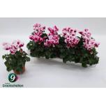 Cyclamen pers Alpikann midi Premium Abanico 10,5cm