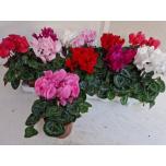 Cyclamen pers Alpikann midi super serie allure 11cm